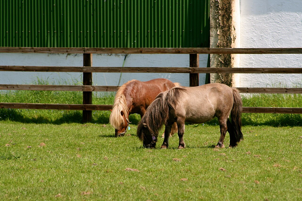 Deux chevaux miniatures Falabella au pré Deux chevaux miniatures Falabella au pré