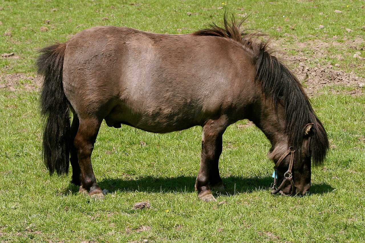 falabella cheval miniature au pre Falabella adulte montrant les proportions d'un cheval miniature