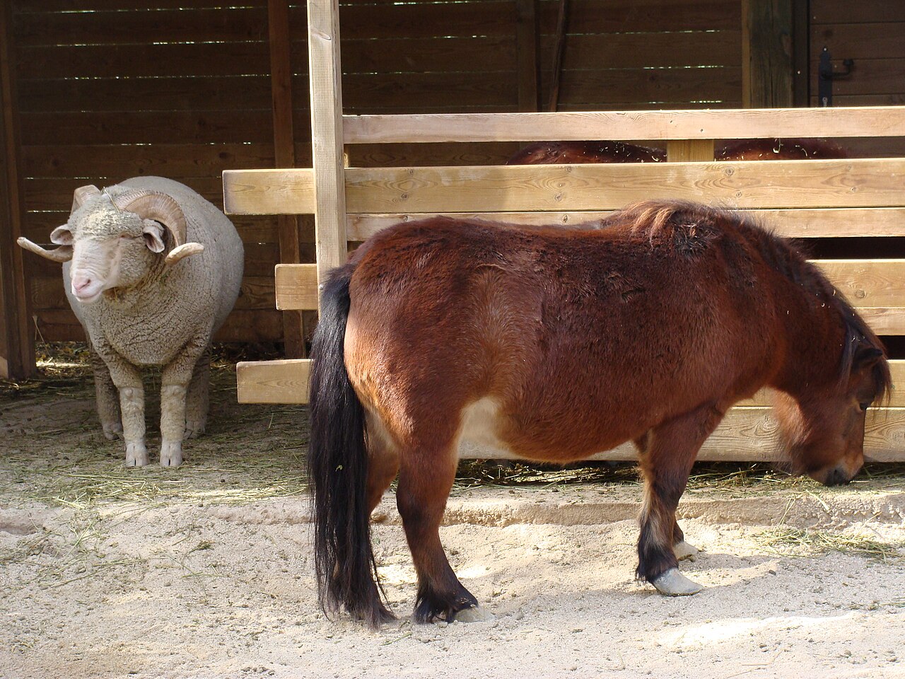 falabella cheval miniature faunia madrid Falabella miniature au parc Faunia de Madrid