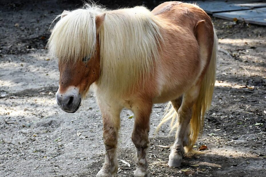 Falabella : l’un des plus petits chevaux du monde falabella miniature shoushan zoo Cheval miniature Falabella au zoo de Shoushan
