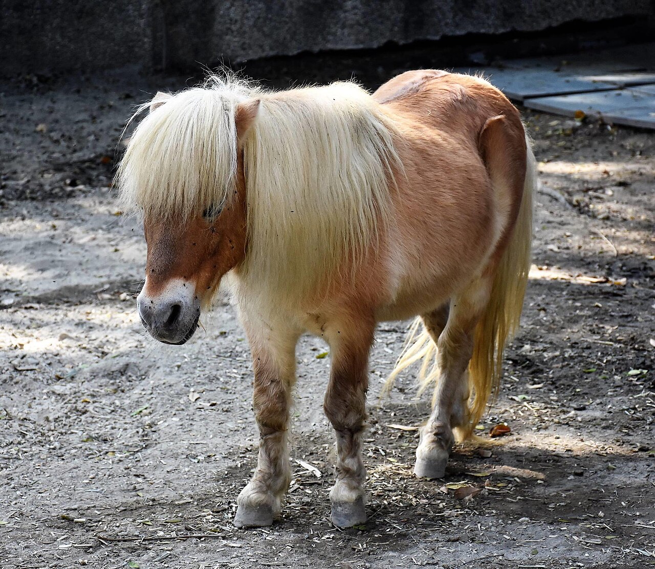 falabella miniature shoushan zoo Cheval miniature Falabella au zoo de Shoushan