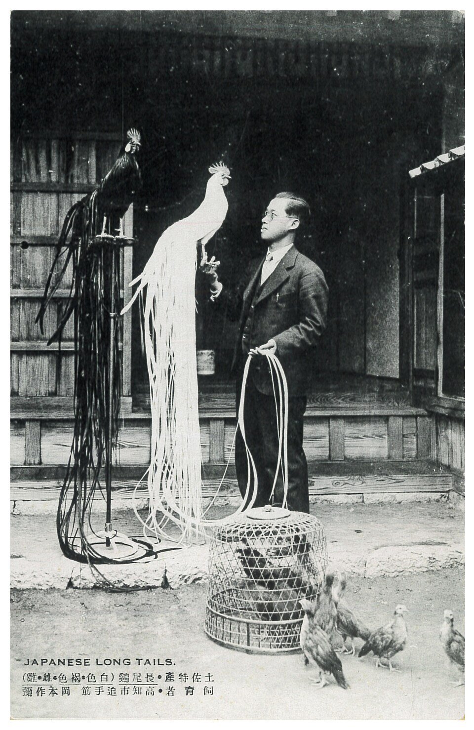 Coqs et poules Onagadori photographiés à Kōchi au Japon vers 1923 Coqs et poules Onagadori photographiés à Kōchi au Japon vers 1923