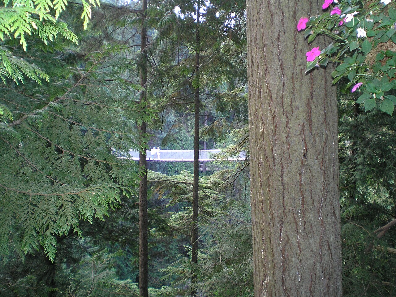 Pont suspendu de Capilano au milieu des grands douglas de Colombie-Britannique Pont suspendu de Capilano au milieu des grands douglas de Colombie-Britannique