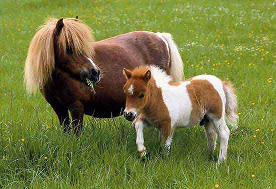 Poulain Falabella avec sa mère Poulain Falabella avec sa mère