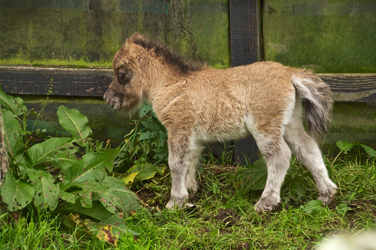 Poulain Falabella miniature au haras national irlandais Poulain Falabella miniature au haras national irlandais