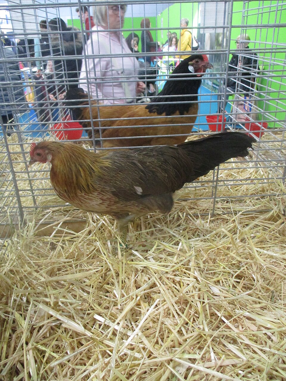 poule onagadori femelle Poule Onagadori femelle à la queue plus courte que celle du coq