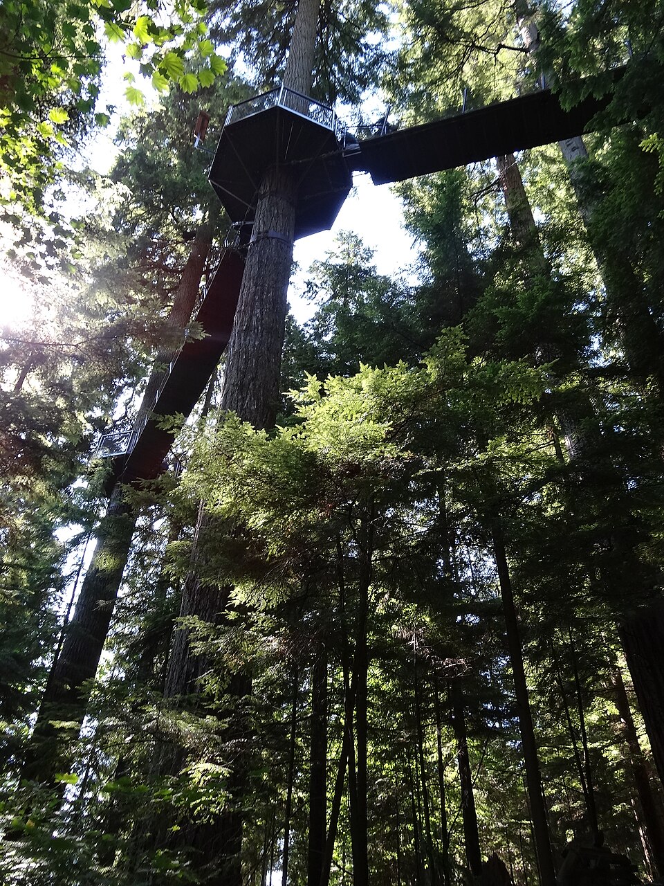 Passerelles de Treetops Adventure dans les arbres du parc de Capilano Passerelles de Treetops Adventure dans les arbres du parc de Capilano