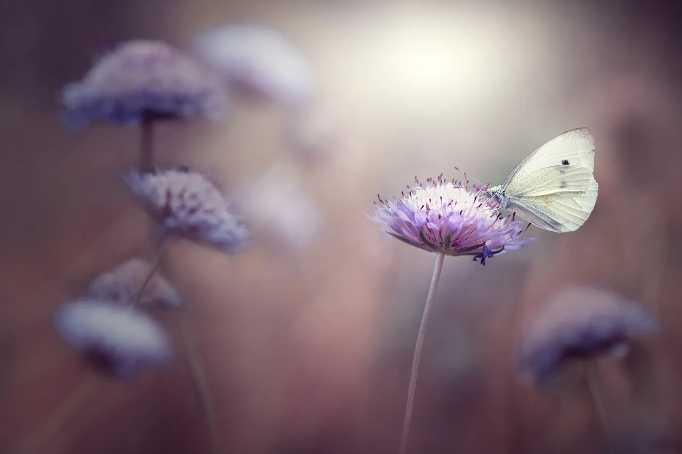 Charming little world - de charmantes macrophotographies d'insectes dans la nature Charming little world des macrophotographies d insectes dans la nature 1 papillon Charming-little-world-des-macrophotographies-d-insectes-dans-la-nature-1-papillon