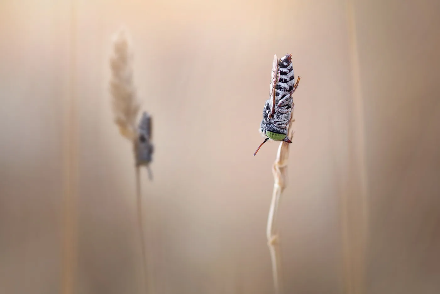 Charming little world - de charmantes macrophotographies d'insectes dans la nature Charming little world des macrophotographies d insectes dans la nature 10 Charming-little-world-des-macrophotographies-d'insectes-dans-la-nature-10