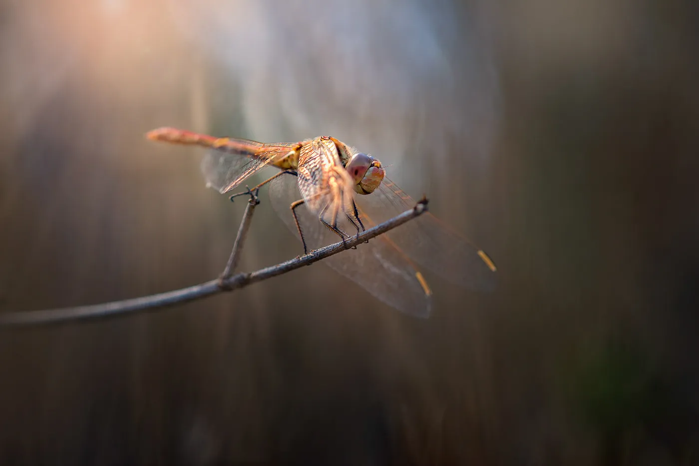 Charming little world - de charmantes macrophotographies d'insectes dans la nature Charming little world des macrophotographies d insectes dans la nature 4 libellule Charming-little-world-des-macrophotographies-d-insectes-dans-la-nature-4-libellule