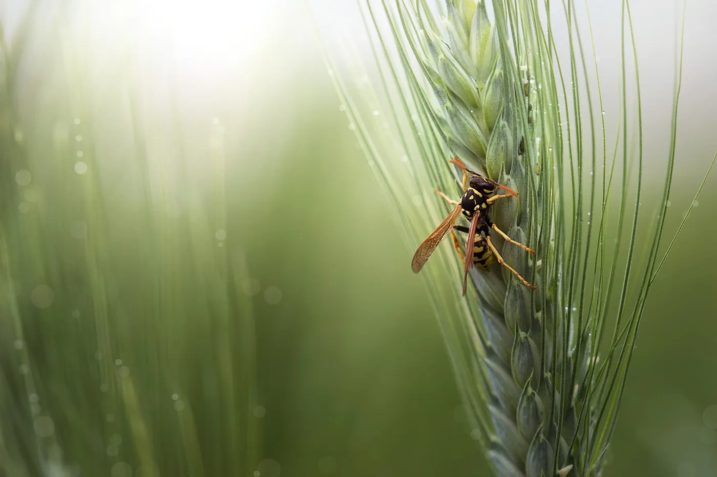 Charming little world - de charmantes macrophotographies d'insectes dans la nature Charming little world des macrophotographies d insectes dans la nature 6 guepe Charming-little-world-des-macrophotographies-d-insectes-dans-la-nature-6-guepe