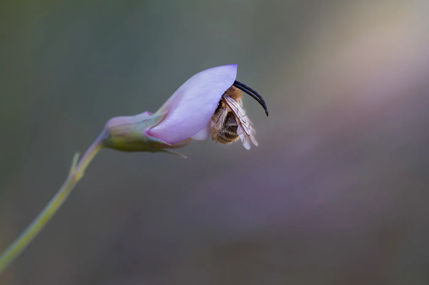 Charming little world - de charmantes macrophotographies d'insectes dans la nature Charming little world des macrophotographies d insectes dans la nature 7 abeille Charming-little-world-des-macrophotographies-d-insectes-dans-la-nature-7-abeille
