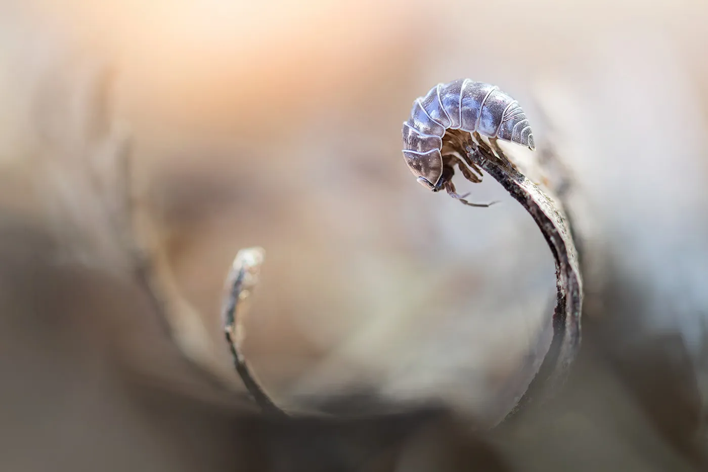 Charming little world - de charmantes macrophotographies d'insectes dans la nature Charming little world des macrophotographies d insectes dans la nature 9 Charming-little-world-des-macrophotographies-d'insectes-dans-la-nature-9
