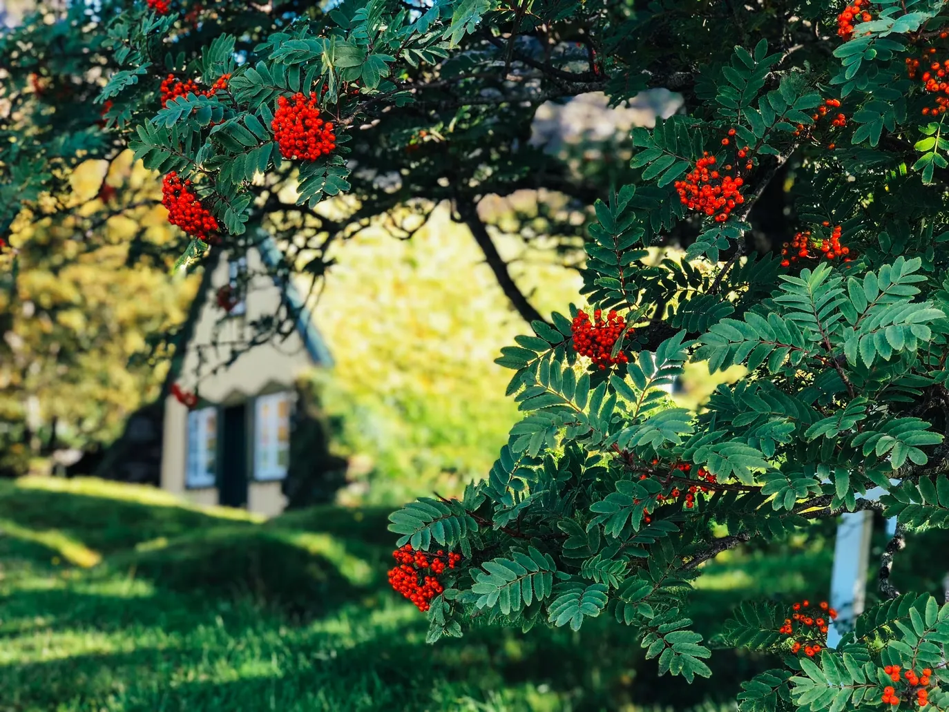 L'église Hofskirkja, la seule église avec un toit en herbe L eglise Hofskirkja la seule eglise avec un toit en herbe hof islande 6 L-eglise-Hofskirkja-la-seule-eglise-avec-un-toit-en-herbe-hof-islande-6