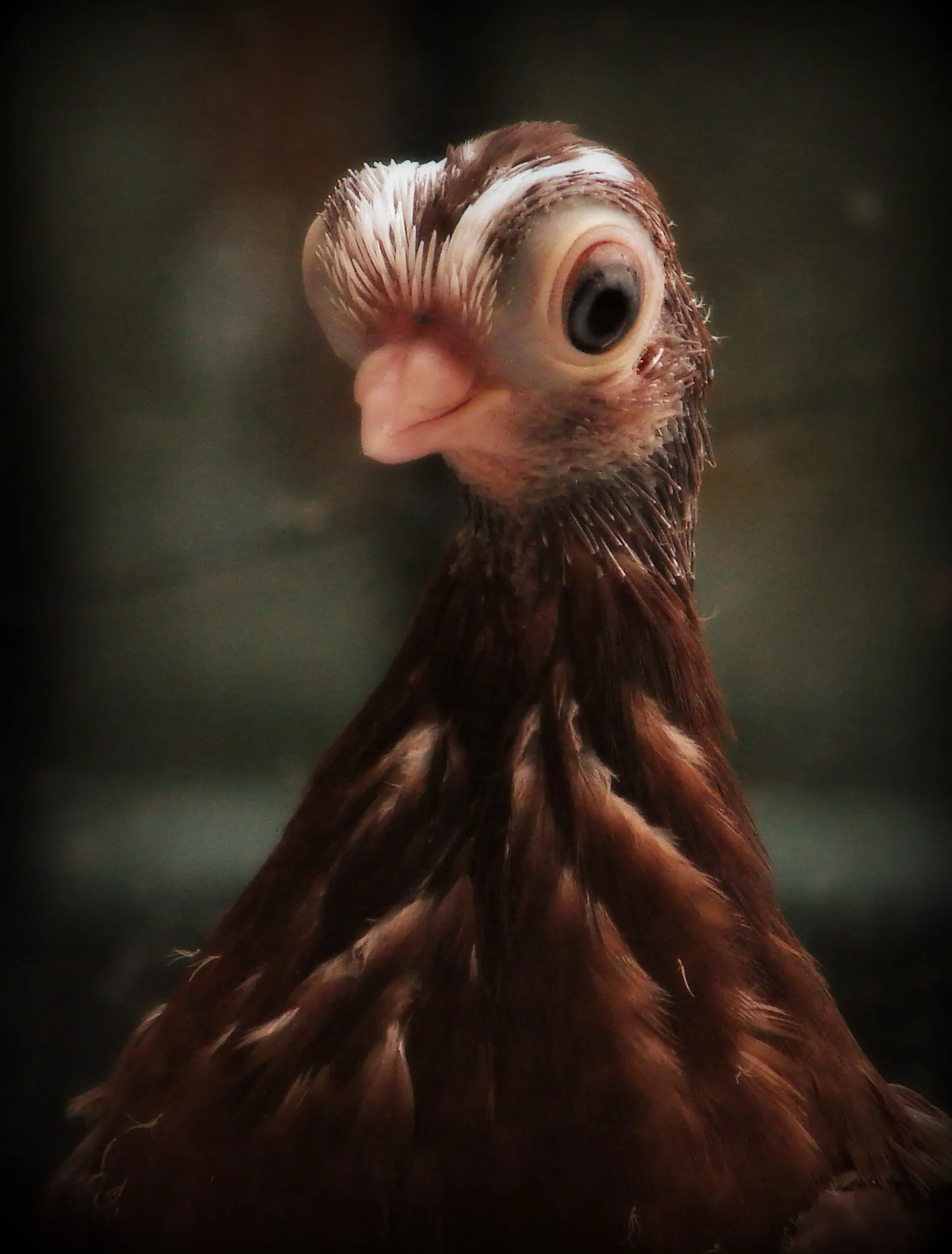 Le bizarre pigeon de Budapest, un pigeon aux gros yeux et petit bec Le bizarre pigeon de Budapest un pigeon aux gros yeux et petit bec budapest short face tumbler 2 Le bizarre pigeon de Budapest un pigeon aux gros yeux et petit bec budapest short face tumbler 2