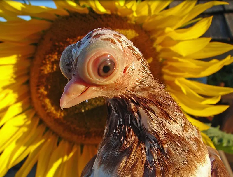 Le bizarre pigeon de Budapest, un pigeon aux gros yeux et petit bec Le bizarre pigeon de Budapest un pigeon aux gros yeux et petit bec budapest short face tumbler 3 Le bizarre pigeon de Budapest un pigeon aux gros yeux et petit bec budapest short face tumbler 3