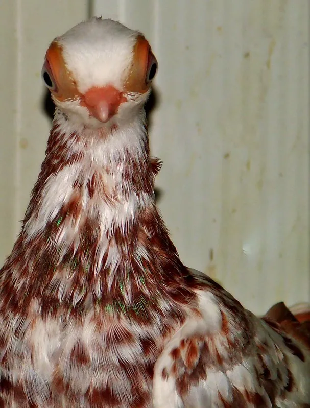 Le bizarre pigeon de Budapest, un pigeon aux gros yeux et petit bec Le bizarre pigeon de Budapest un pigeon aux gros yeux et petit bec budapest short face tumbler 4 Le-bizarre-pigeon-de-Budapest-un-pigeon-aux-gros-yeux-et-petit-bec-budapest-short-face-tumbler-4