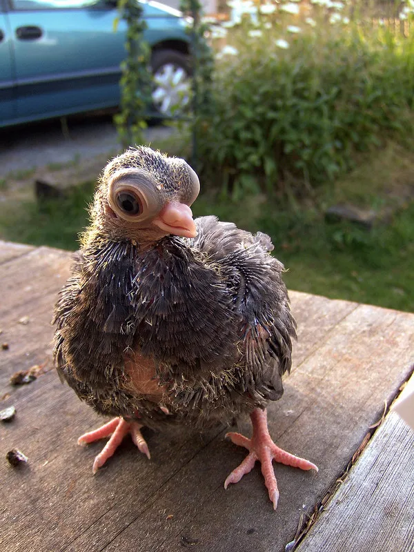 Le bizarre pigeon de Budapest, un pigeon aux gros yeux et petit bec Le bizarre pigeon de Budapest un pigeon aux gros yeux et petit bec budapest short face tumbler 6 Le-bizarre-pigeon-de-Budapest-un-pigeon-aux-gros-yeux-et-petit-bec-budapest-short-face-tumbler-6