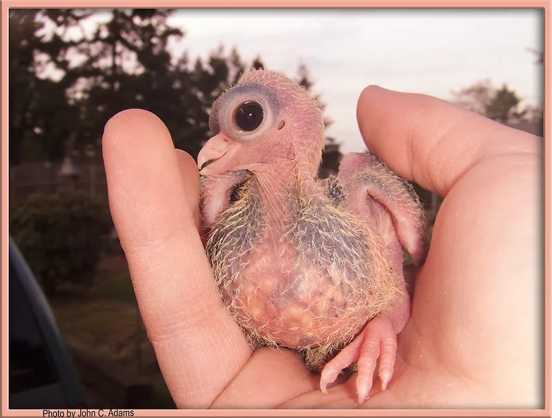 Le bizarre pigeon de Budapest, un pigeon aux gros yeux et petit bec Le bizarre pigeon de Budapest un pigeon aux gros yeux et petit bec budapest short face tumbler 9 Le-bizarre-pigeon-de-Budapest-un-pigeon-aux-gros-yeux-et-petit-bec-budapest-short-face-tumbler-9