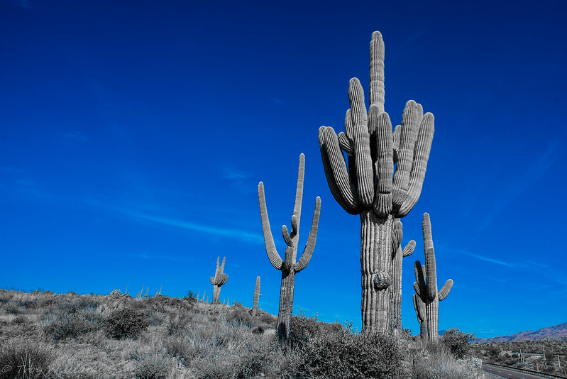 Le célèbre cactus Saguaro du désert de Sonora, symbole du far west Le celebre cactus Saguaro du desert de Sonora far west usa 11 Le-celebre-cactus-Saguaro-du-desert-de-Sonora-far-west-usa-11