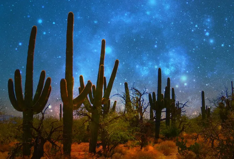Le célèbre cactus Saguaro du désert de Sonora, symbole du far west Le celebre cactus Saguaro du desert de Sonora far west usa 13 Le-celebre-cactus-Saguaro-du-desert-de-Sonora-far-west-usa-13