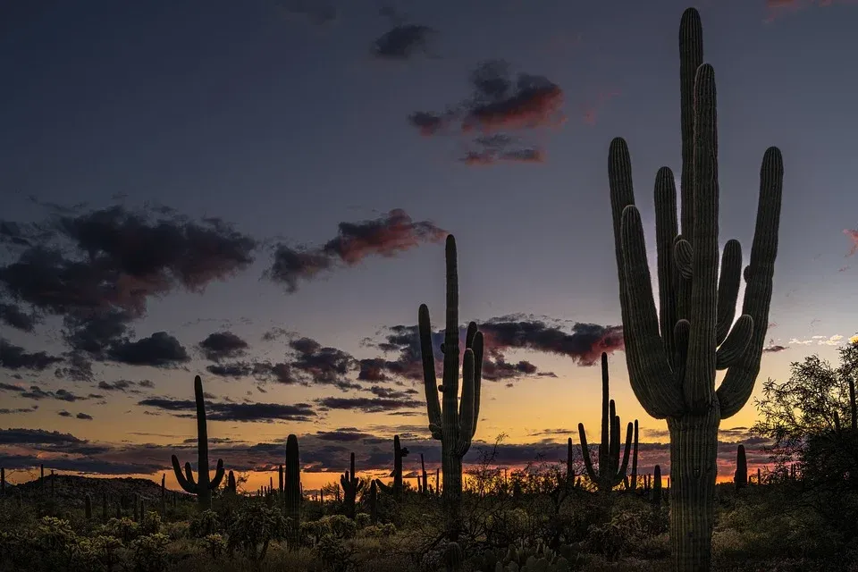 Le célèbre cactus Saguaro du désert de Sonora, symbole du far west Le celebre cactus Saguaro du desert de Sonora far west usa 14 Le-celebre-cactus-Saguaro-du-desert-de-Sonora-far-west-usa-14