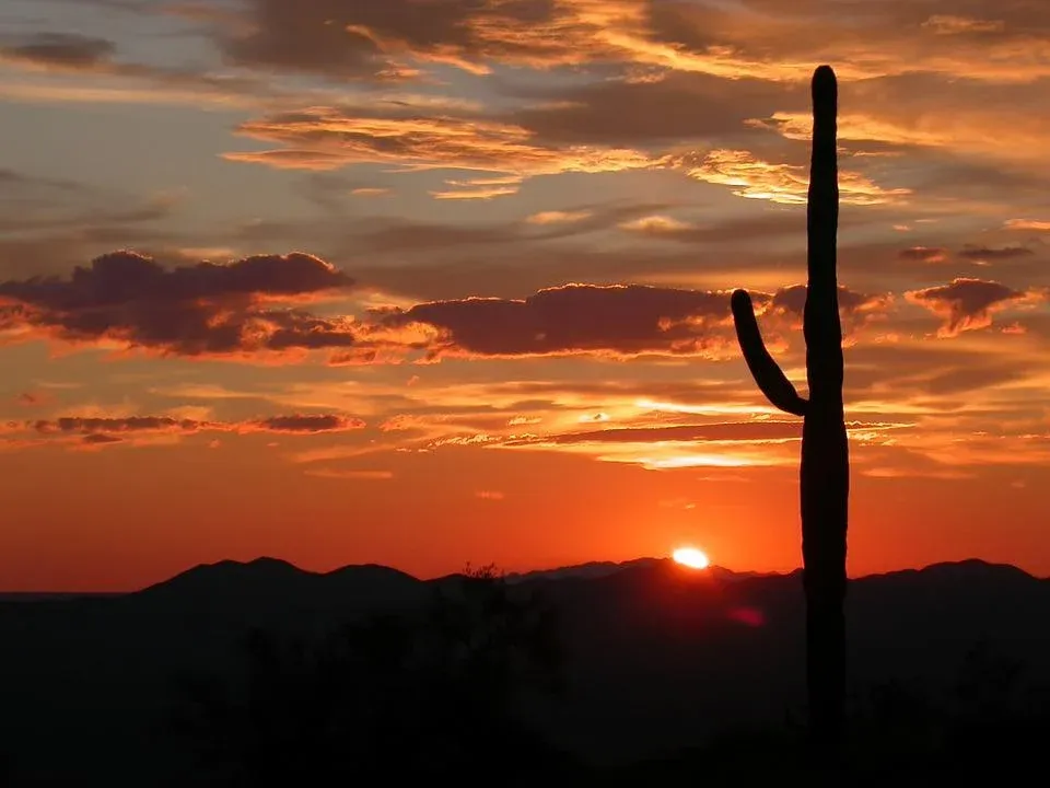 Le célèbre cactus Saguaro du désert de Sonora, symbole du far west Le celebre cactus Saguaro du desert de Sonora far west usa 15 Le-celebre-cactus-Saguaro-du-desert-de-Sonora-far-west-usa-15