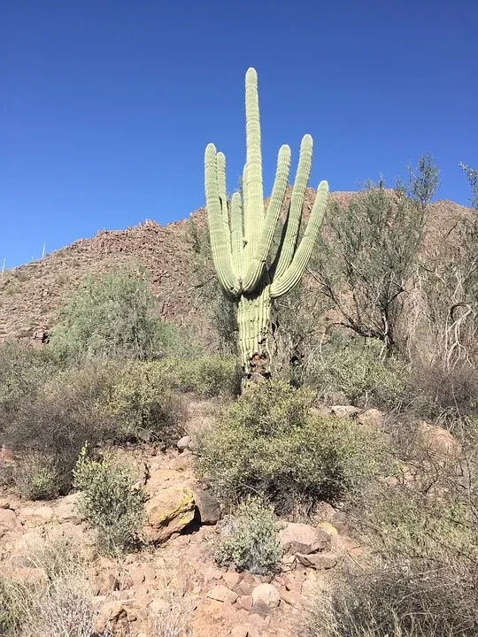 Le célèbre cactus Saguaro du désert de Sonora, symbole du far west Le celebre cactus Saguaro du desert de Sonora far west usa 2 Le-celebre-cactus-Saguaro-du-desert-de-Sonora-far-west-usa-2