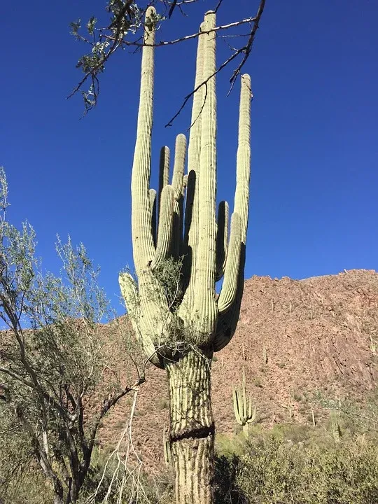 Le célèbre cactus Saguaro du désert de Sonora, symbole du far west Le celebre cactus Saguaro du desert de Sonora far west usa 3 Le-celebre-cactus-Saguaro-du-desert-de-Sonora-far-west-usa-3