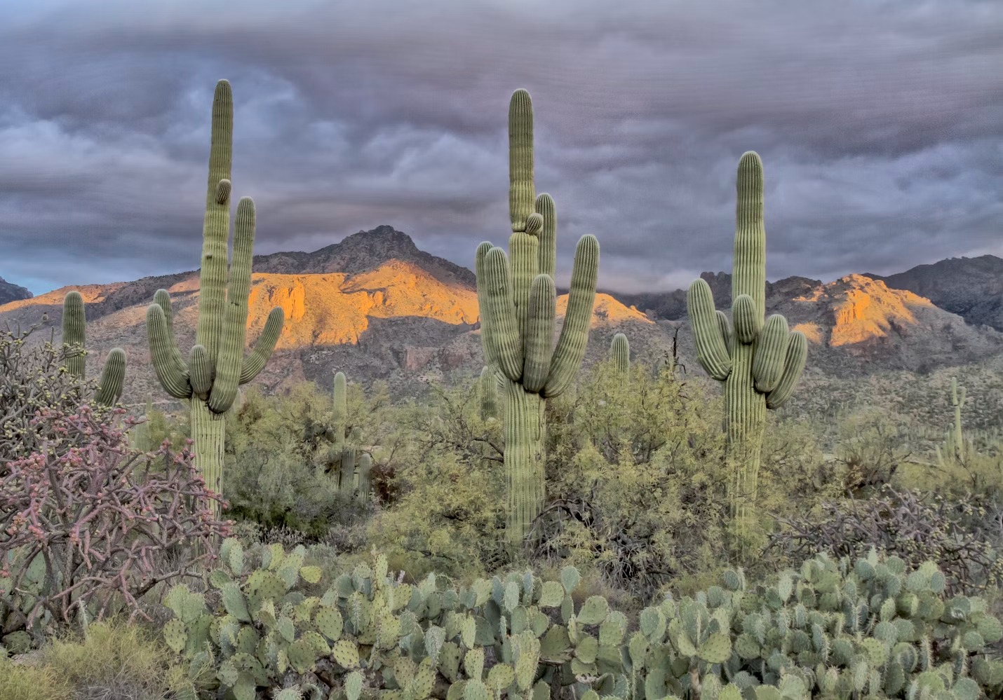 Le célèbre cactus Saguaro du désert de Sonora, symbole du far west Le celebre cactus Saguaro du desert de Sonora far west usa 4 Le-celebre-cactus-Saguaro-du-desert-de-Sonora-far-west-usa-4