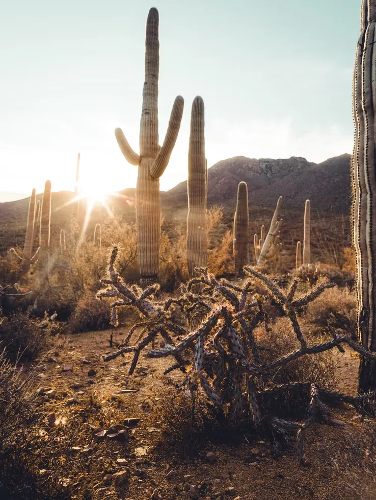 Le célèbre cactus Saguaro du désert de Sonora, symbole du far west Le celebre cactus Saguaro du desert de Sonora far west usa 5 Le-celebre-cactus-Saguaro-du-desert-de-Sonora-far-west-usa-5