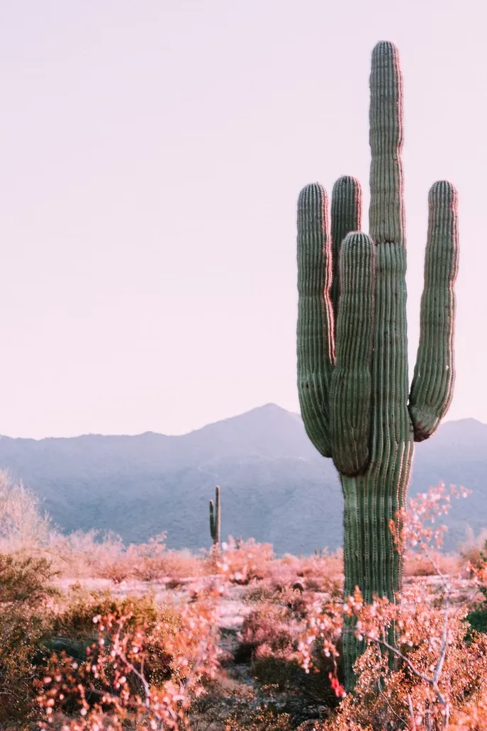 Le célèbre cactus Saguaro du désert de Sonora, symbole du far west Le celebre cactus Saguaro du desert de Sonora far west usa 6 Le-celebre-cactus-Saguaro-du-desert-de-Sonora-far-west-usa-6