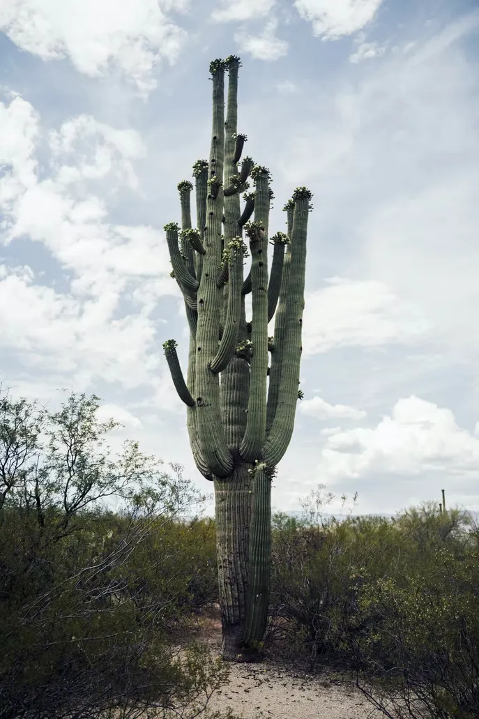 Le célèbre cactus Saguaro du désert de Sonora, symbole du far west Le celebre cactus Saguaro du desert de Sonora far west usa 7 Le-celebre-cactus-Saguaro-du-desert-de-Sonora-far-west-usa-7
