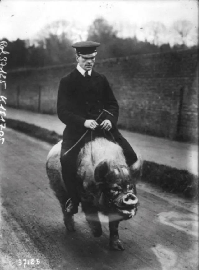 Les vrais chevaucheurs de cochon des années 1900 Les vrais chevaucheurs de cochon des annees 1900 2 Les-vrais-chevaucheurs-de-cochon-des-annees-1900