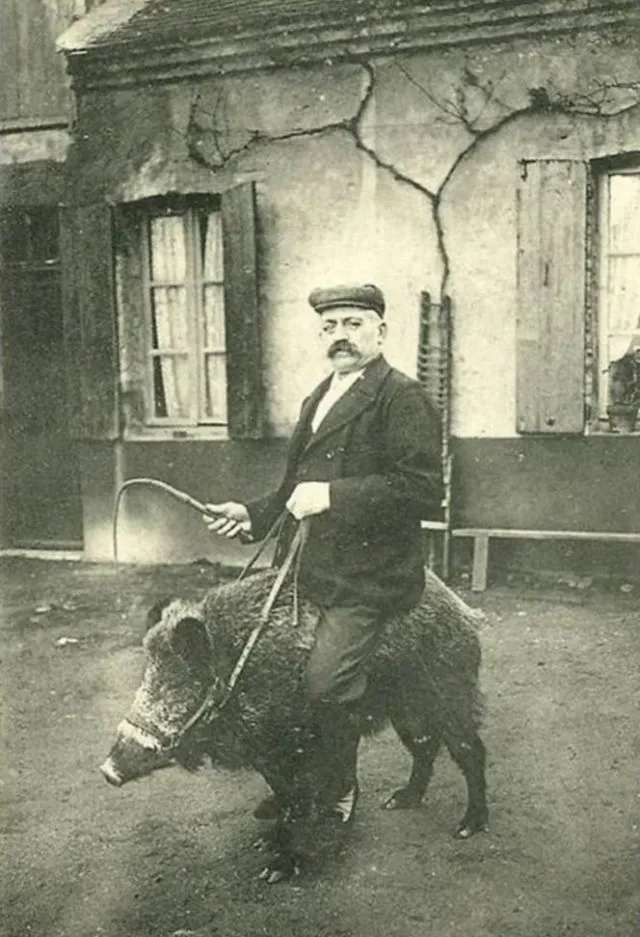 Les vrais chevaucheurs de cochon des années 1900 Les vrais chevaucheurs de cochon des annees 1900 4 Les-vrais-chevaucheurs-de-cochon-des-annees-1900