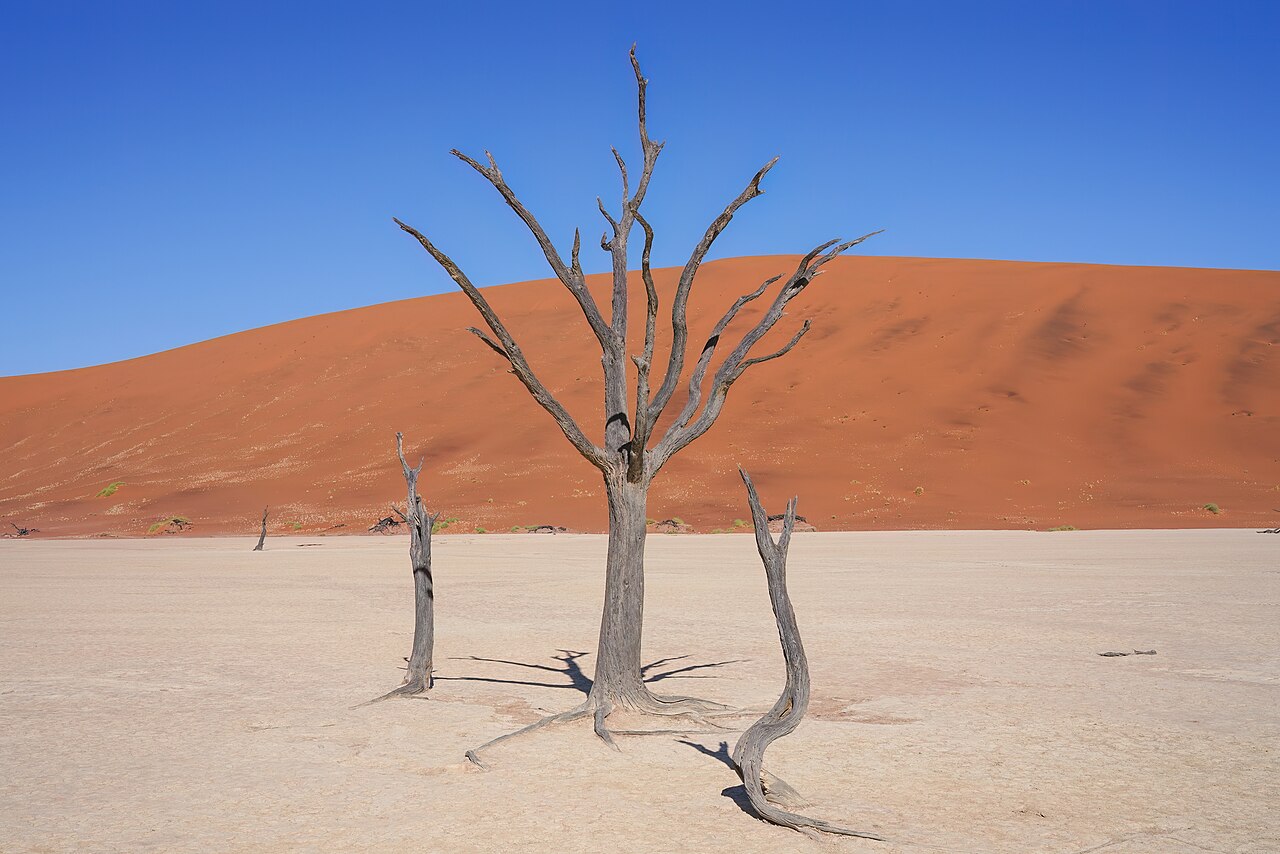 Vachellia erioloba morts depuis plusieurs siècles dans la cuvette de Deadvlei en Namibie Vachellia erioloba morts depuis plusieurs siècles dans la cuvette de Deadvlei en Namibie