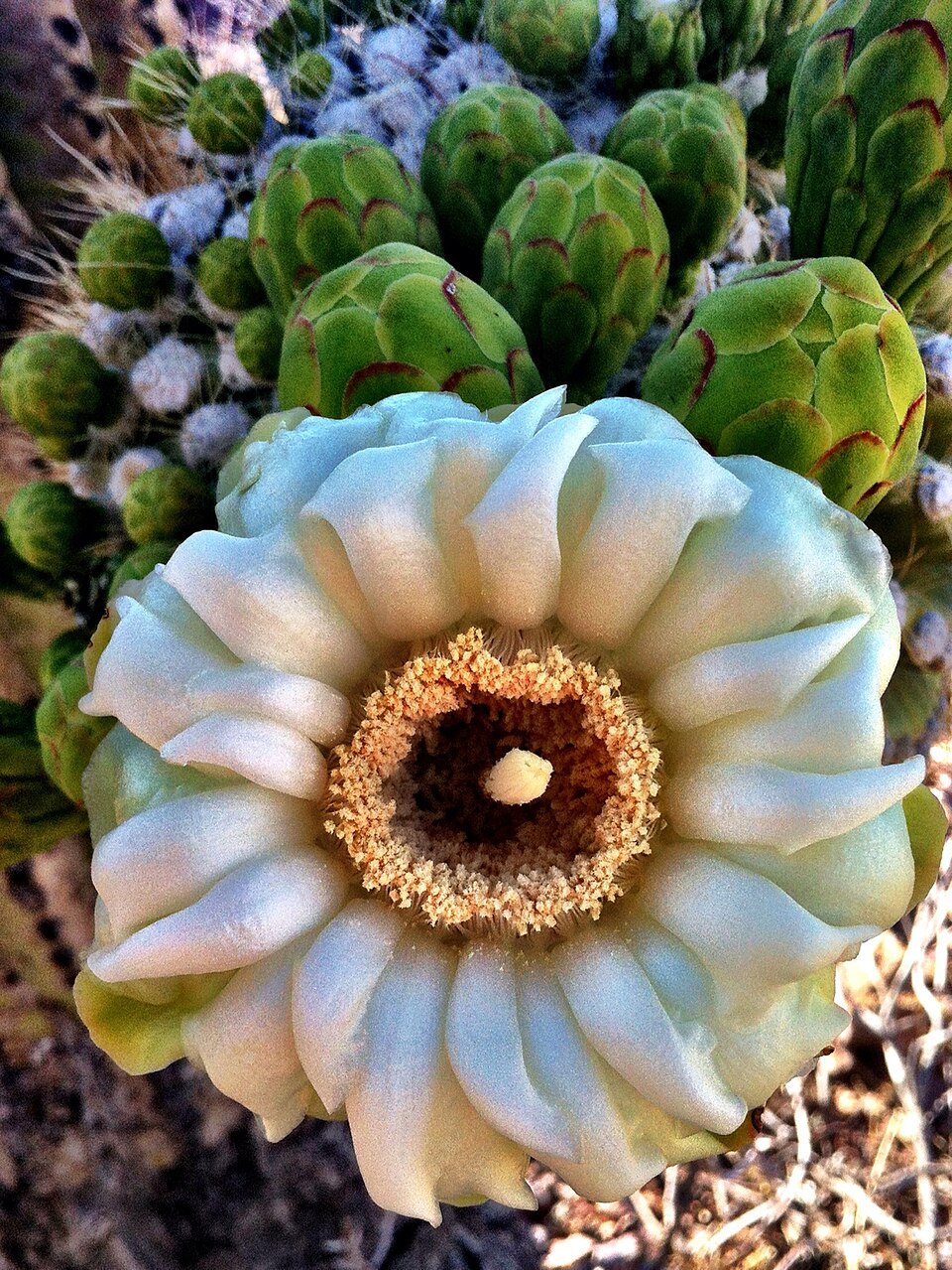 Fleur blanche du cactus saguaro Carnegiea gigantea en Arizona Fleur blanche du cactus saguaro Carnegiea gigantea en Arizona