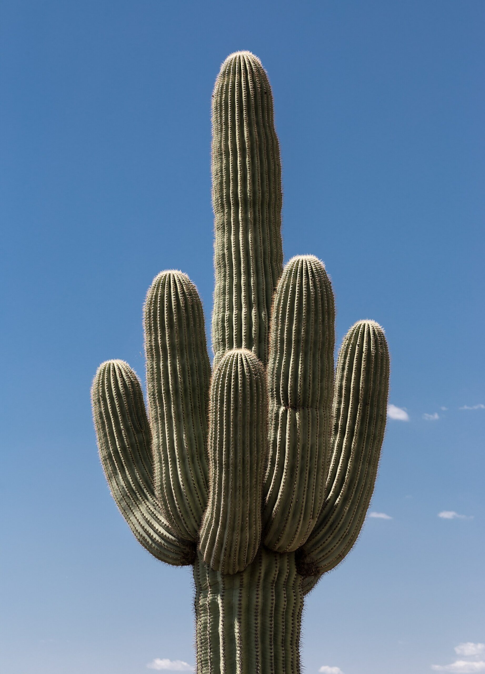Cactus saguaro Carnegiea gigantea dans le désert de Sonora Cactus saguaro Carnegiea gigantea dans le désert de Sonora