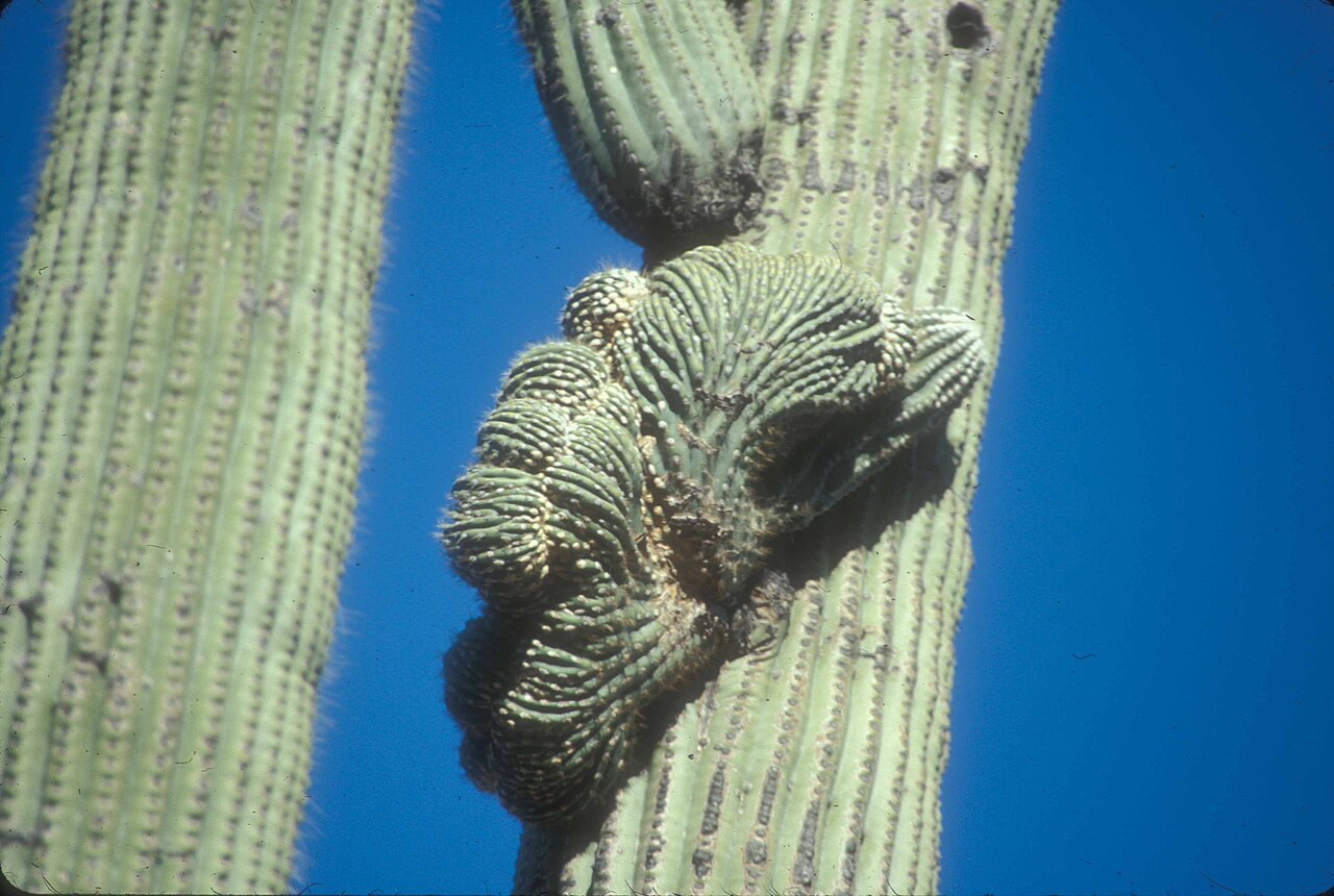 Saguaro cristé à la croissance en éventail dans Saguaro National Park Saguaro cristé à la croissance en éventail dans Saguaro National Park