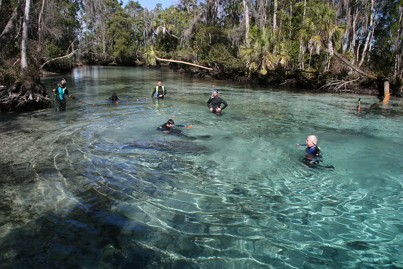Se baigner avec des lamantins dans la rivière Crystal de Floride se baigner avec des lamantins dans la riviere Crystal de Floride 2 se-baigner-avec-des-lamantins-dans-la-riviere-Crystal-de-Floride-2