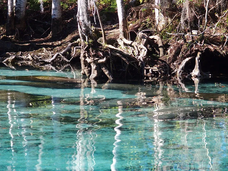 Se baigner avec des lamantins dans la rivière Crystal de Floride se baigner avec des lamantins dans la riviere Crystal de Floride 3 se-baigner-avec-des-lamantins-dans-la-riviere-Crystal-de-Floride-3