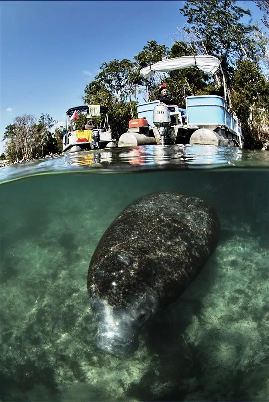 Se baigner avec des lamantins dans la rivière Crystal de Floride se baigner avec des lamantins dans la riviere Crystal de Floride 4 se-baigner-avec-des-lamantins-dans-la-riviere-Crystal-de-Floride-4