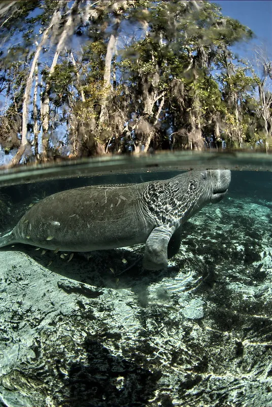 Se baigner avec des lamantins dans la rivière Crystal de Floride se baigner avec des lamantins dans la riviere Crystal de Floride 5 se-baigner-avec-des-lamantins-dans-la-riviere-Crystal-de-Floride-5