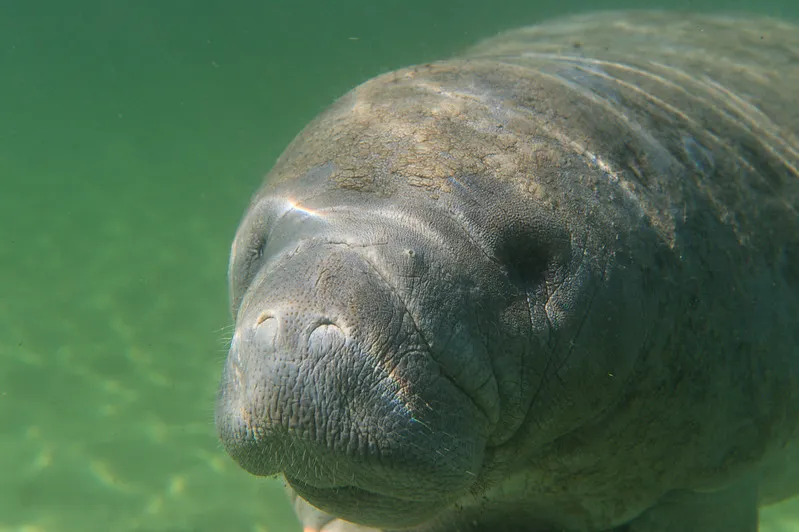 Se baigner avec des lamantins dans la rivière Crystal de Floride se baigner avec des lamantins dans la riviere Crystal de Floride 8 se-baigner-avec-des-lamantins-dans-la-riviere-Crystal-de-Floride-8