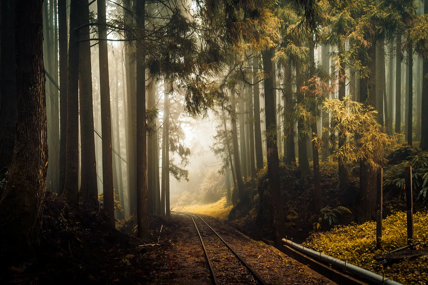 Une mystérieuse voie ferrée dans la brume de Taïwan une mysterieuse voie ferree dans la brume de Taiwan bo wen huang train foret 10 une-mysterieuse-voie-ferree-dans-la-brume-de-Taiwan-bo-wen-huang-train-foret
