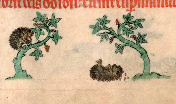 40 créatures bizarres des peintures du moyen âge 40 creatures bizarres des peintures du moyen age 25 herisson 40-creatures-bizarres-des-peintures-du-moyen-age-25-herisson