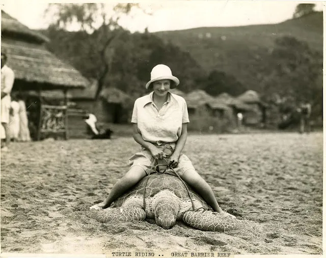 Des chevaucheurs de tortue près de la grande barrière de corail dans les années 1930 Des chevaucheurs de tortue pres de la grande barriere de corail dans les annees 1930 australie 2 Des-chevaucheurs-de-tortue-pres-de-la-grande-barriere-de-corail-dans-les-annees-1930-australie-2