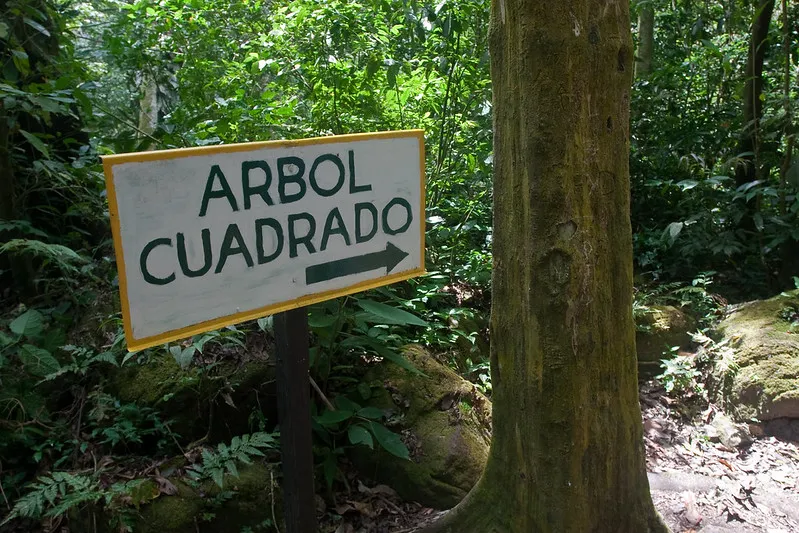 El Valle de Anton - la vallée des arbres au tronc carré El Valle de Anton la vallee des arbres au tronc carre panama 2 El-Valle-de-Anton-la-vallee-des-arbres-au-tronc-carre-panama-2