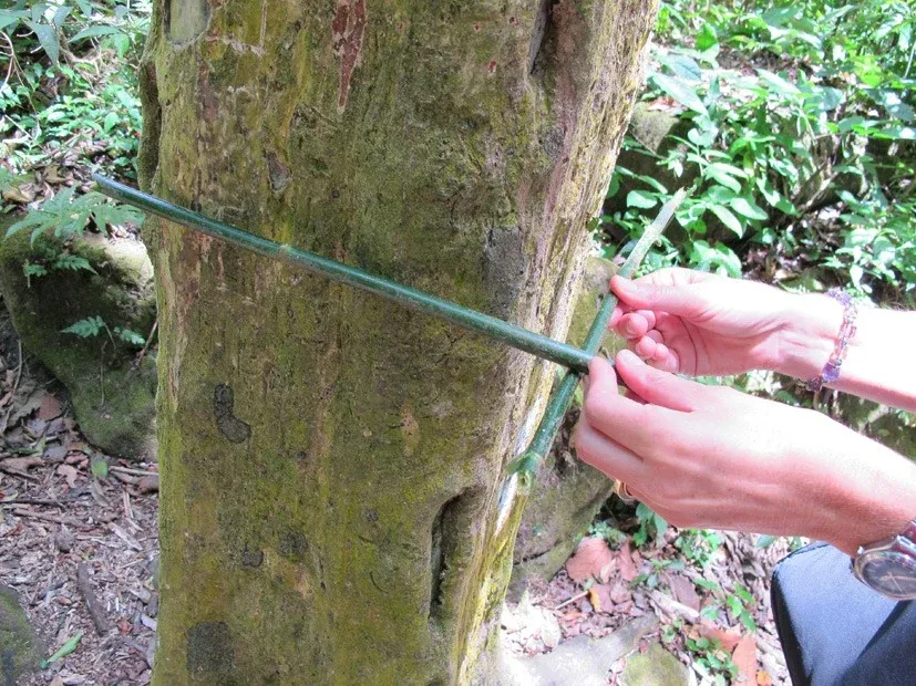 El Valle de Anton - la vallée des arbres au tronc carré El Valle de Anton la vallee des arbres au tronc carre panama 3 El-Valle-de-Anton-la-vallee-des-arbres-au-tronc-carre-panama-3