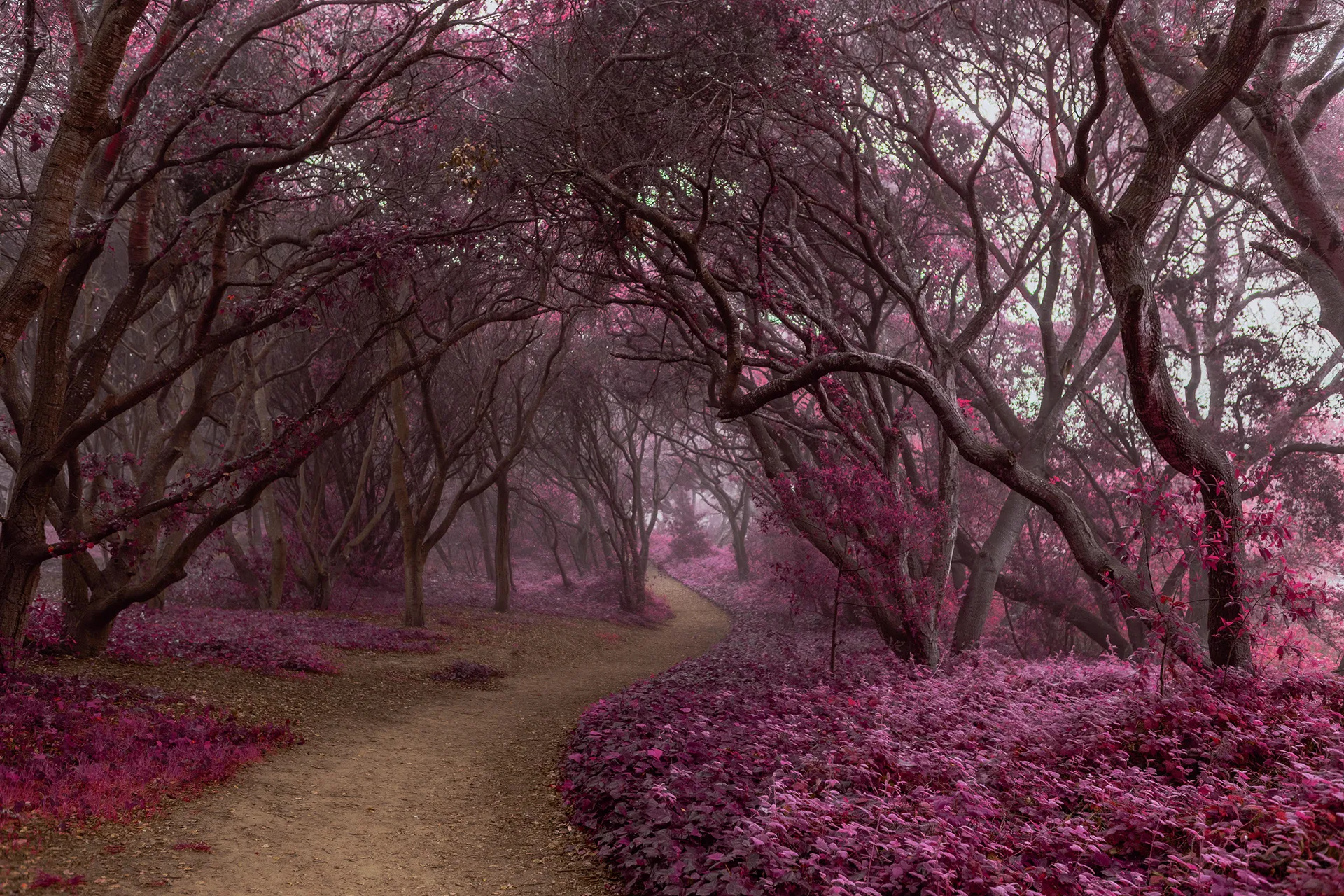 Electric forest - une forêt en infrarouge Electric forest une foret en infrarouge californie 10 Electric-forest-une-foret-en-infrarouge-californie-10